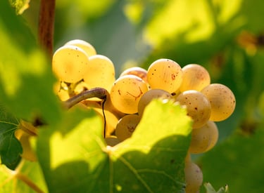 Reportage photographie professionnel maison de champagne