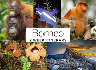 Borneo Itinerary 2 week adventure wildlife
