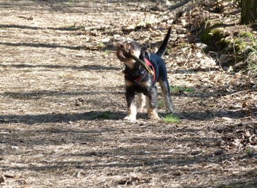 Hund beim Spaziergang – Verhalten und Emotionen im Alltag erkennen