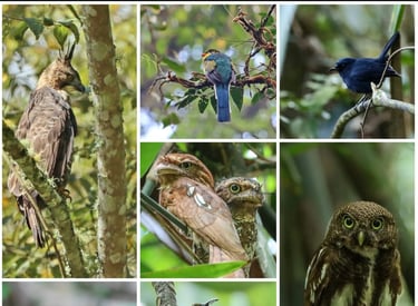 West Java Endemic Bird