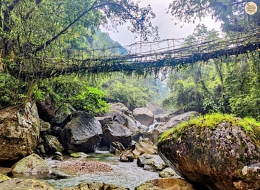 Single Decker Root Bridge – A Living Link Across the Stream
