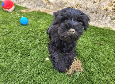 Chiot Schnauzer nain qui jardine