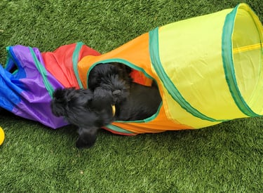 Chiots Schnauzer nain dans un tunnel