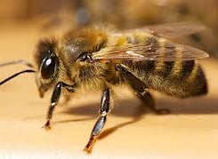 Pollen