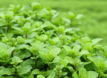 peppermint