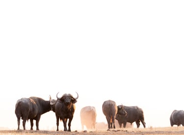 a herd of Buffalo grazing on an open savannah