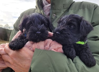 Vador et Lola 
