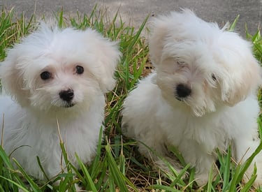 Two white Maltese Puppy sitting in green grass