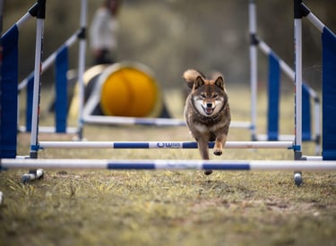 cours d’agility éducatif pour chien sur terrain sécurisé à bordeaux