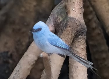 A small light-blue Verditer Flycatcher perching on a brown tree branch in its natural habitat.