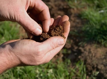 análise do solo no paisagismo