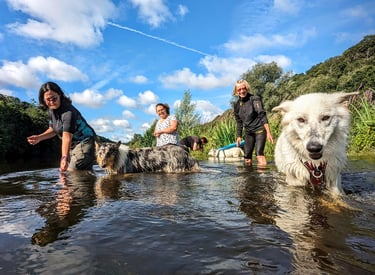 Une séance d'aqua school avec des chiens et leurs humains dans une rivière