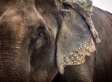 Asian elephant travel workshop