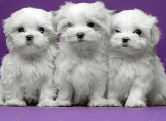 3 Maltese puppies in Houston Texas sitting together. 