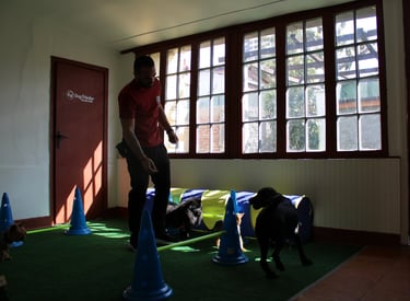 Escuela Canina ñuñoa