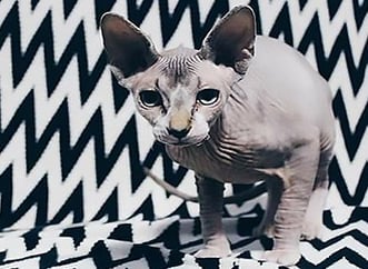 Origem da Raça Sphynx