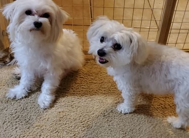 2 Maltese dog sitting next to fence in Texas