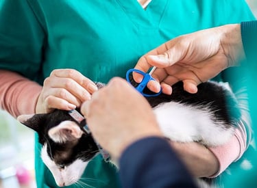 Huisdier chippen hond kat