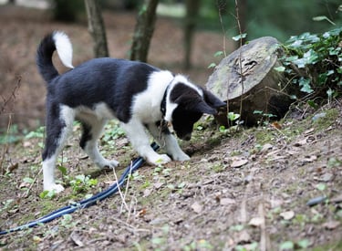 Un chien d'ours de carélie qui cherche une truffe (cavage)