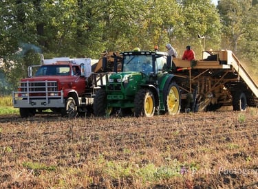 Red potato truck, green tractor, and conveyor belt harvesting organic potatoes in a Canadian field