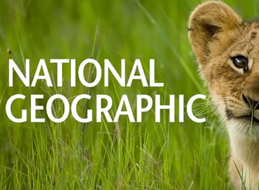a lion cub cub cub standing in tall grass