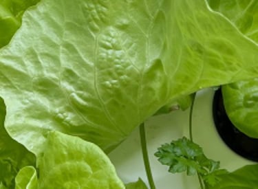 Lettuce growing in a hydroponic grow bucket
