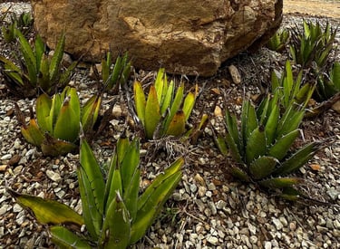Jabalí agave planta