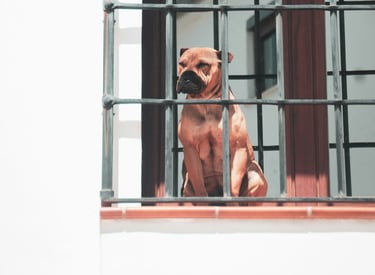 Immobilien und Steuern – Hund hinter Gitter
