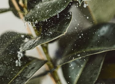 Ficus elastica Audrey being watered