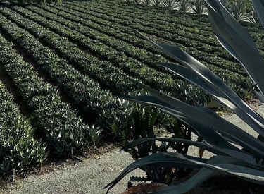 a field with a large cactus plant in the foreground