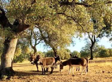 Ânes miniatures regroupés sous un chêne