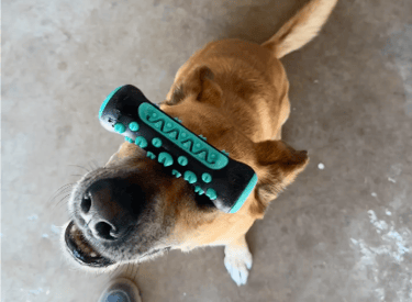 Dog learning impulse control and obedience at Barkbnb Sacramento