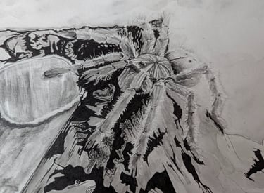 A healthy fearless OBT tarantula in it's enclosure drawn in water graphites and micron ink pen by kathy laFollett.