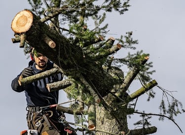 abattage d'un arbre par démontage par un arboriste 
