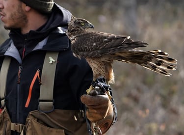 fauconnier professionnel avec son jeune autour au poing
