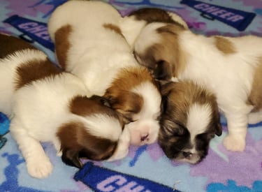 Four Maltese x Shih-Tzu mix puppies Mal-Shi asleep on blue blanket.