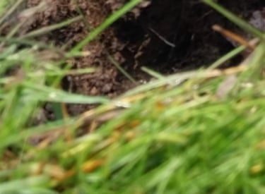 Repairing irrigation sprinkler head