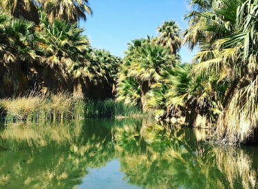 Palm Springs, CA - Thousand Palms Oasis is a desert oasis, created by water seeping up from below