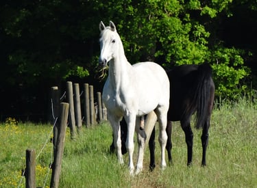 Beau cheval blanc regardant attentivement vers nous