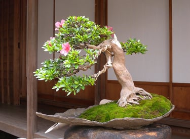 satsuki azalea bonsai 