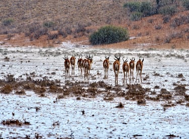Springboks in the Kalahari during the first downpour of the season