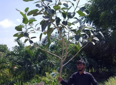 Tree plantation project in Karachi, Pakistan – Sabza providing consultancy, species selection, and a