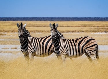elopement on a safari in Africa