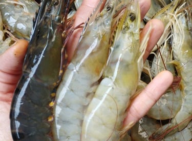 udang segar, udang tambak, udang vanamie