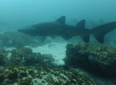 Ragged tooth Shark, Aliwal Shoal, Umkomaas, South Africa