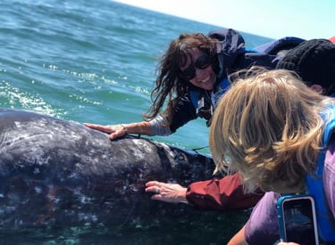 a person petting a whale in Baja, Mexico