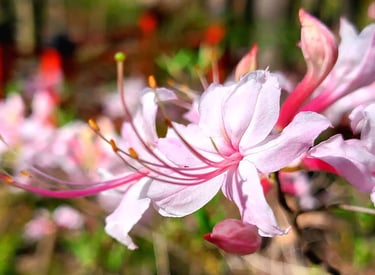 Huntsville, AL - Azalea flowers at the Japanese Gardens in Monte Sano Park