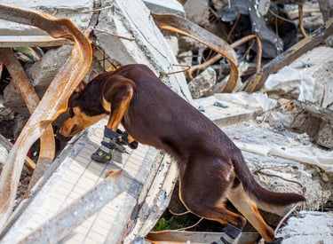 Un chien de sauvetage qui indique la présence d'une victime ensevellie dans les décombres