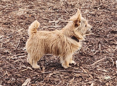 small dog at Little Britain Pet Resort