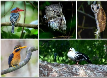 Way Kambas Birding tour and Way kanan National Park Birding Tour